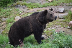 Braunbär Lillebor © Orsa Rovdjurspark