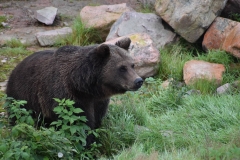 Braunbär Lillebor © Orsa Rovdjurspark