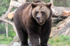 Braunbär  Lucifer © Zoo Berlin