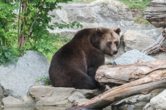 Braunbär  Lucifer © Zoo Berlin