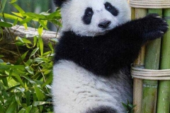 05 Panda_Geburtstag_ZooBerlin