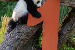 09 Panda_Geburtstag_ZooBerlin