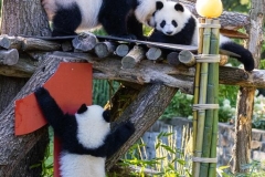 16 Panda_Geburtstag_ZooBerlin
