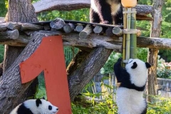 18 Panda_Geburtstag_ZooBerlin