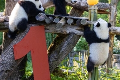 21 Panda_Geburtstag_ZooBerlin