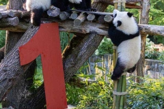 22 Panda_Geburtstag_ZooBerlin