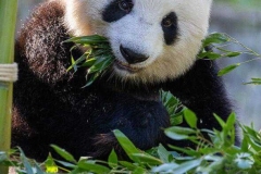 24 Panda_Geburtstag_ZooBerlin