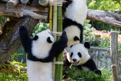 26 Panda_Geburtstag_ZooBerlin