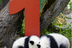 02 Panda_Geburtstag_ZooBerlin