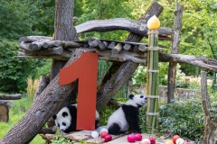 03 Panda_Geburtstag_ZooBerlin