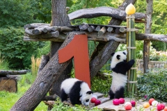 04 Panda_Geburtstag_ZooBerlin