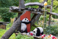 06 Panda_Geburtstag_ZooBerlin
