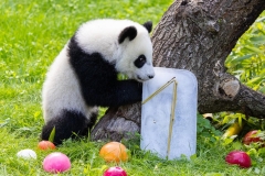 07 Panda_Geburtstag_ZooBerlin