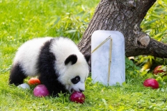 08 Panda_Geburtstag_ZooBerlin