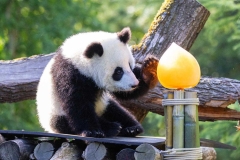 10 Panda_Geburtstag_ZooBerlin