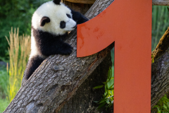 11 Panda_Geburtstag_ZooBerlin