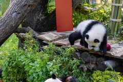 13 Panda_Geburtstag_ZooBerlin