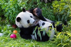 14 Panda_Geburtstag_ZooBerlin