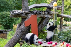 15 Panda_Geburtstag_ZooBerlin