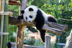 17 Panda_Geburtstag_ZooBerlin