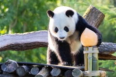 19 Panda_Geburtstag_ZooBerlin