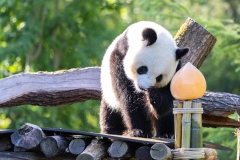 20 Panda_Geburtstag_ZooBerlin