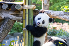 23 Panda_Geburtstag_ZooBerlin