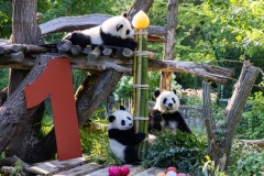 25 Panda_Geburtstag_ZooBerlin