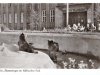 1955 Berliner Bärenzwinger - AK -Sammlung Privat Christa Junge