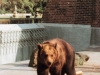 Bär Tilo  AK © Bernd D. W. Unger Verlag, Berlin
