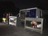 Bärentransport von Buenos Aires nach Colorado © Eco Park Buenos Aires