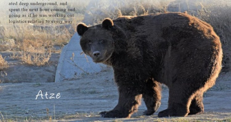 Atze and Bärolina Story Winter 2018 © Wild Animal Sanctuary