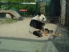 Bao Bao gestorben (22.08.2012)