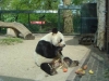 Bao Bao gestorben (22.08.2012)