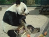 Bao Bao gestorben (22.08.2012)