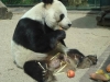 Bao Bao gestorben (22.08.2012)