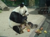 Bao Bao gestorben (22.08.2012)