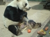 Bao Bao gestorben (22.08.2012)