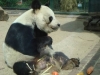 Bao Bao gestorben (22.08.2012)