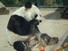 Bao Bao gestorben (22.08.2012)