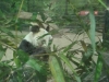 Bao Bao gestorben (22.08.2012)