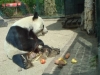 Bao Bao gestorben (22.08.2012)