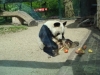 Bao Bao gestorben (22.08.2012)