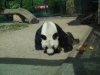 Bao Bao gestorben (22.08.2012)