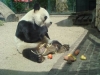 Bao Bao gestorben (22.08.2012)