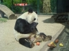 Bao Bao gestorben (22.08.2012)