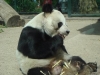 Bao Bao gestorben (22.08.2012)