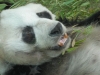 Bao Bao gestorben (22.08.2012)