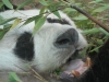 Bao Bao gestorben (22.08.2012)