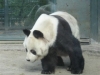 Bao Bao gestorben (22.08.2012)